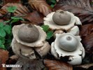 Geastrum triplex