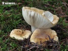 geelwitte russula