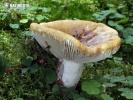 geelwitte russula