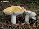 geelwitte russula