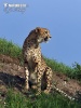 Gepard