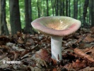 gerimpelde russula