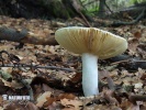 gerimpelde russula