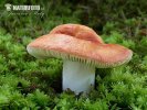 gevlekte russula