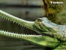 Gharial