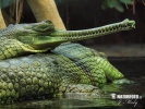 Gharial