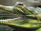 Gharial