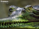 Gharial