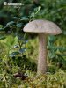 Ghost Bolete