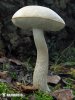 Ghost Bolete