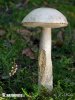 Ghost Bolete