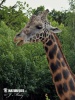 Giraffa di Rothschild