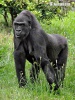 Gorila occidental