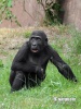 Gorilla occidentale