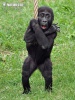 Gorilla occidentale