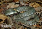 Grass Snake