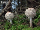 Gray Shaggy Parasol