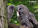 Great Grey Owl