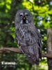 Great Grey Owl