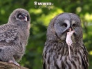 Great Grey Owl