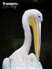 Great White Pelican