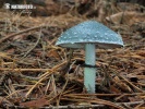 Green Stropharia