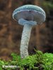 Green Stropharia