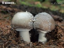 Grey Spotted Amanita