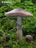 Grey Veiled Amanita