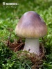 Grey Veiled Amanita