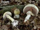 groene knolamaniet + slanke anijschampignon