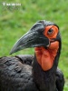 Ground Hornbill