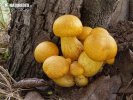 Gymnopilus junonius