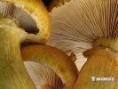 Gymnopilus junonius