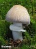 Gypsy Mushroom