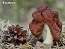 Gyromitra esculenta