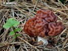 Gyromitra esculenta