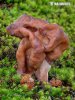 Gyromitra infula