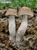 Hazel bolete