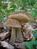 Hazel bolete