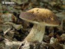 Hazel bolete