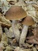 Hazel bolete