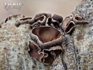 Hazelcup (Encoelia fascicularis)