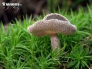 Helvella macropus