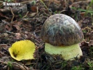 Hemileccinum depilatum