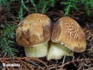 Hemileccinum depilatum