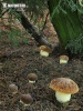 Hemileccinum depilatum