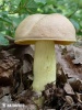 Hemileccinum impolitum