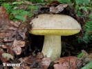 Hemileccinum impolitum