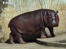 Hippopotamus